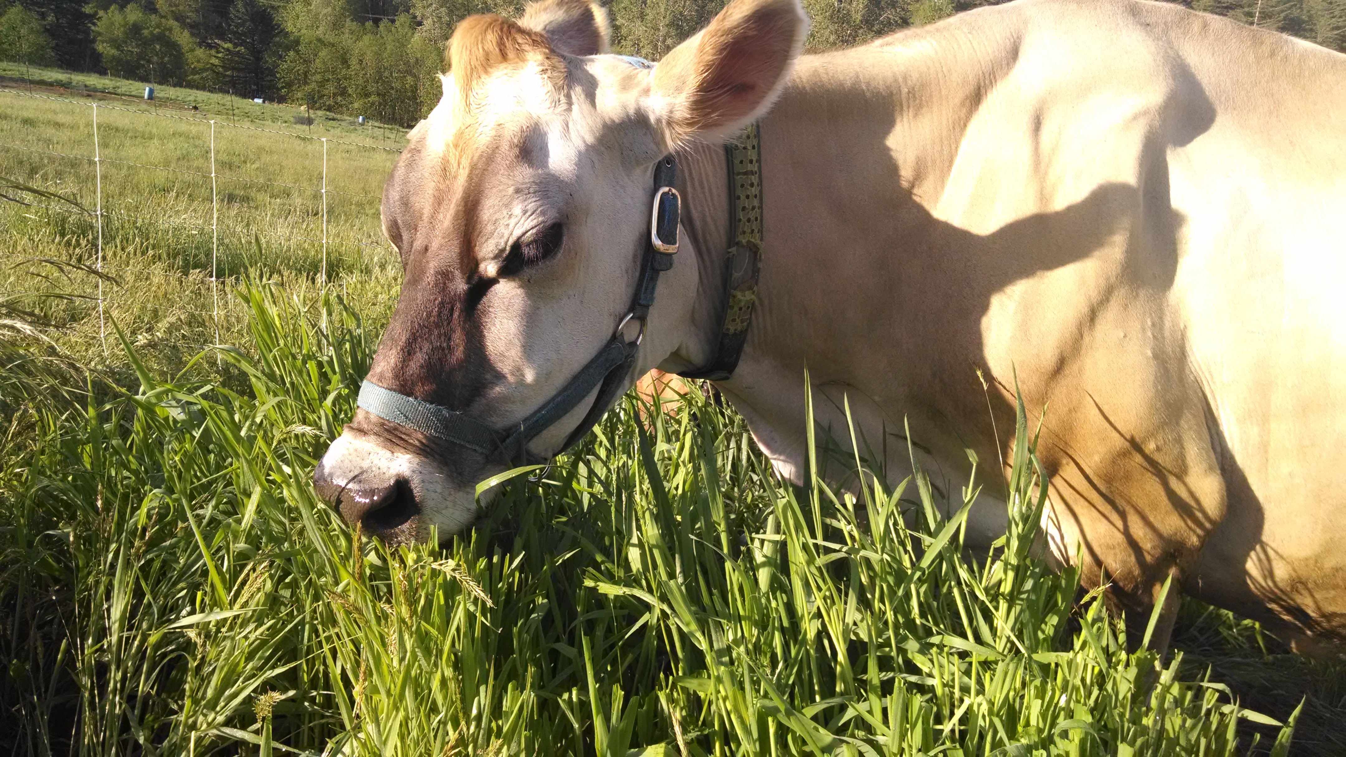 1 Quart Raw Soy-Free Goat Milk - Miller's Bio Farm